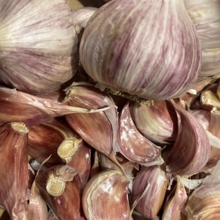 Seed Garlic sold by the head