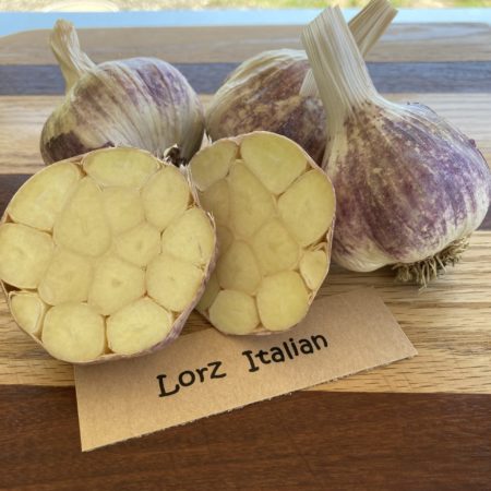 2025 Lorz Italian Garlic