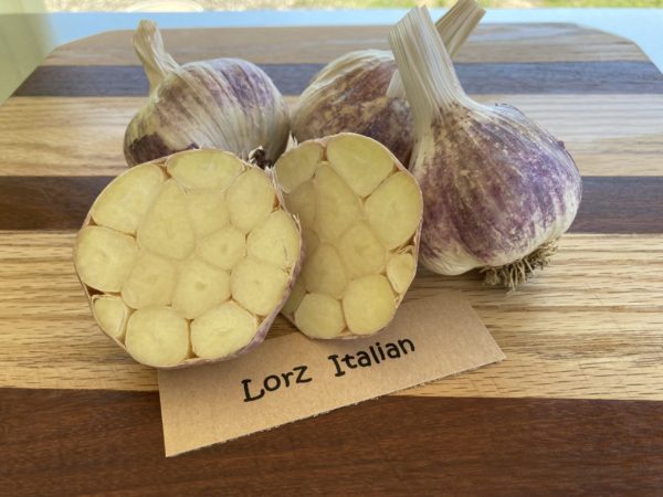 2025 Lorz Italian Garlic