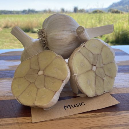 2026 Music Garlic