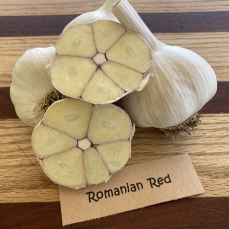 2026 Romanian Red Garlic