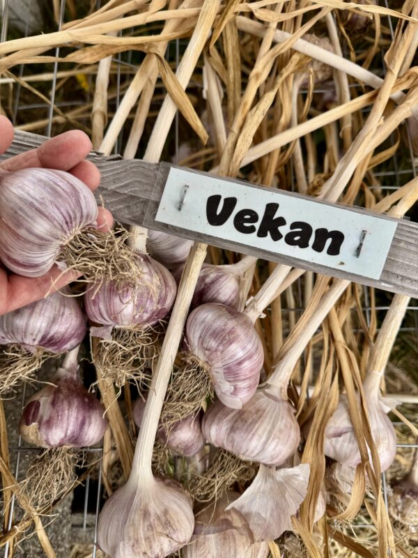 2025 Vekan Garlic - Image 2