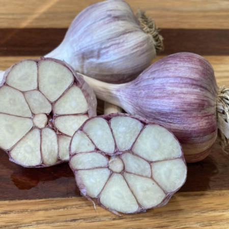 2026 Turkish Giant Garlic